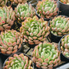 [PACK of 10 PLANTS] x  Echeveria Gemstone