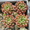 [PACK of 10 PLANTS] x  Echeveria Gemstone