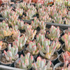 Cotyledon Orbiculata cv. Long Leaf Variegated