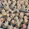 [PACK of 10 PLANTS] x Cotyledon Orbiculata cv. Long Leaf Variegated