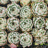 [PACK of 10 PLANTS] x Echeveria Hook Fairy