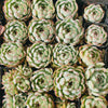 Echeveria Hook fairy