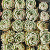 [PACK of 10 PLANTS] x Echeveria Hook Fairy