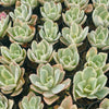 [PACK of 10 PLANTS] x Echeveria Jippon Moon River