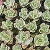 Echeveria Jippon Moon River