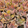 [PACK of 10 PLANTS] x Graptoveria 'Fred Ives Variegated' (MINOR variegation)