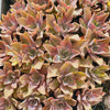 [PACK of 10 PLANTS] x Graptoveria 'Fred Ives Variegated' (MINOR variegation)