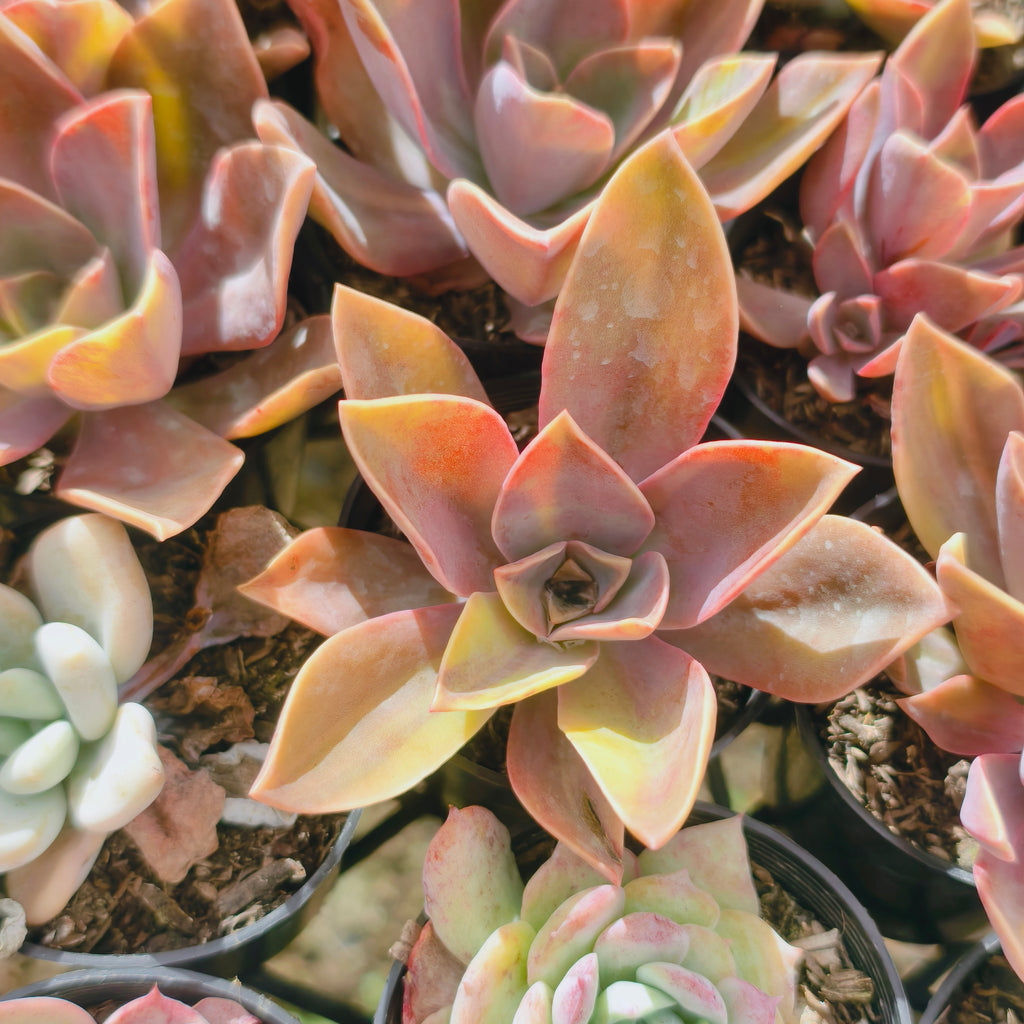 Graptoveria 'Fred Ives Variegata' (MINOR variegation)