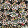 Echeveria Heart Delight (has marks)(bump leaves)
