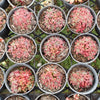 [PACK of 10 PLANTS] x Crassula sp. transvaal drakensberg