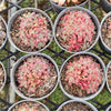 [PACK of 10 PLANTS] x Crassula sp. transvaal drakensberg
