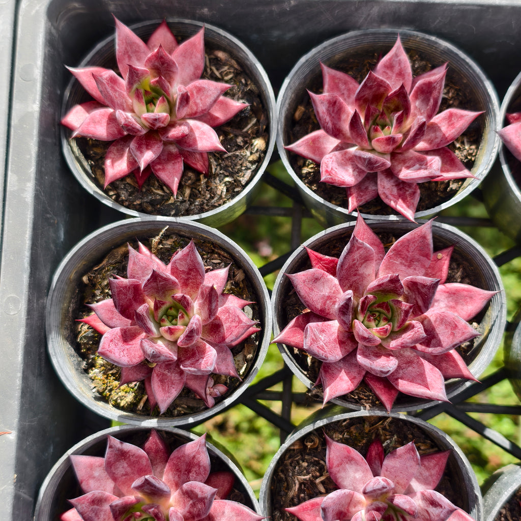 Echeveria 'Little Squid'