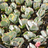 Cotyledon undulata f. variegata