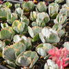 Cotyledon undulata f. variegata