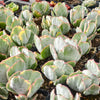 [PACK of 10 PLANTS] x Cotyledon undulata f. variegata