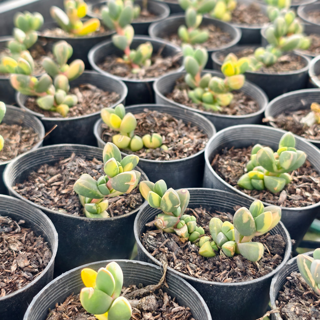 Corpuscularia lehmannii variegata (VARIEGATED ICE PLANT)