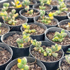 Corpuscularia lehmannii variegata (VARIEGATED ICE PLANT)
