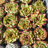 [PACK of 10 PLANTS] x Echeveria ' New York Rose'