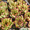 Echeveria ' New York Rose'