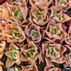 [PACK of 10 PLANTS] x Echeveria 'Takasago no Okina' (Takasago's old man)