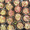 [PACK of 10 PLANTS] x Echeveria agavoides Floriana