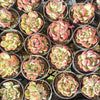 Echeveria agavoides Floriana