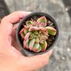 [PACK of 10 PLANTS] x Echeveria agavoides Floriana
