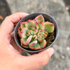 Echeveria agavoides Floriana
