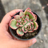 [PACK of 10 PLANTS] x Echeveria agavoides Floriana