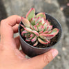 Echeveria agavoides Floriana