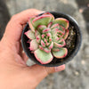 [PACK of 10 PLANTS] x Echeveria agavoides Floriana