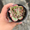 Echeveria agavoides Floriana