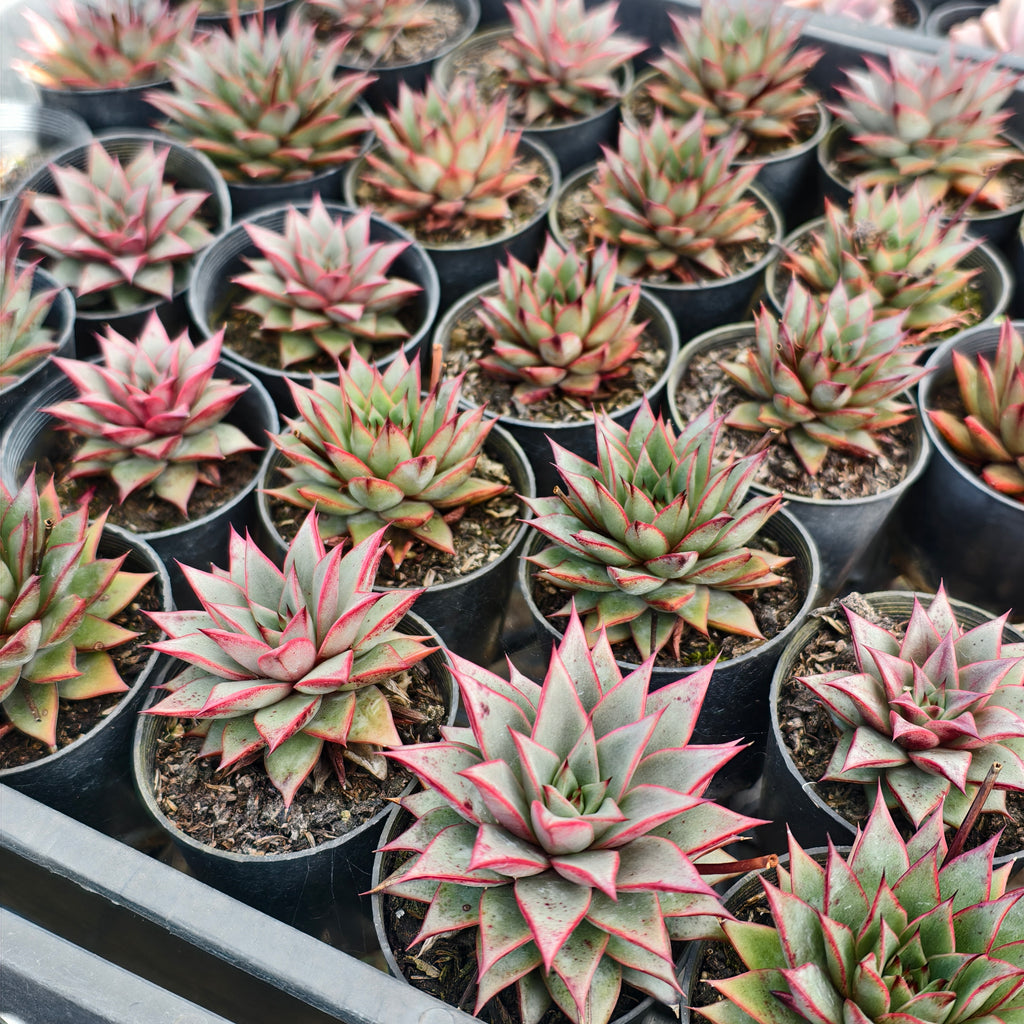 Echeveria 'Little Rosie'