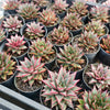 Echeveria 'Little Rosie'