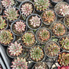 Echeveria 'Little Rosie'