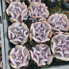 [PACK of 10 PLANTS] x Echeveria 'Cubic Frost'