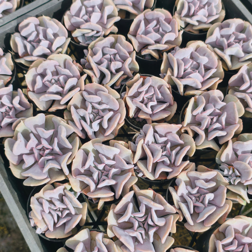 Echeveria 'Cubic Frost'