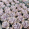 [PACK of 10 PLANTS] x Echeveria 'Cubic Frost'