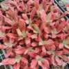 [PACK of 10 PLANTS] x Echeveria 'Diamond State' Variegated