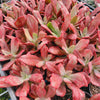 [PACK of 10 PLANTS] x Echeveria 'Diamond State' Variegated