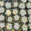 [PACK of 10 PLANTS] x Echeveria Subsessilis Variegated