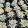 [PACK of 10 PLANTS] x Echeveria Subsessilis Variegated
