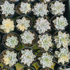 [PACK of 10 PLANTS] x Echeveria Subsessilis Variegated