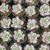 Echeveria 'Soul Mint' (E. laui x E. lau026) | Korea Form