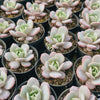 Echeveria 'Soul Mint' (E. laui x E. lau026) | Korea Form