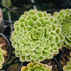Aeonium Emerald