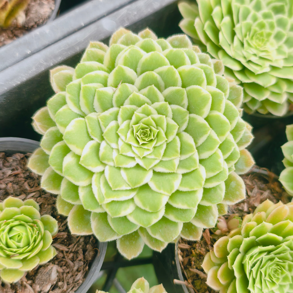 Aeonium Emerald