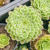 Aeonium Emerald