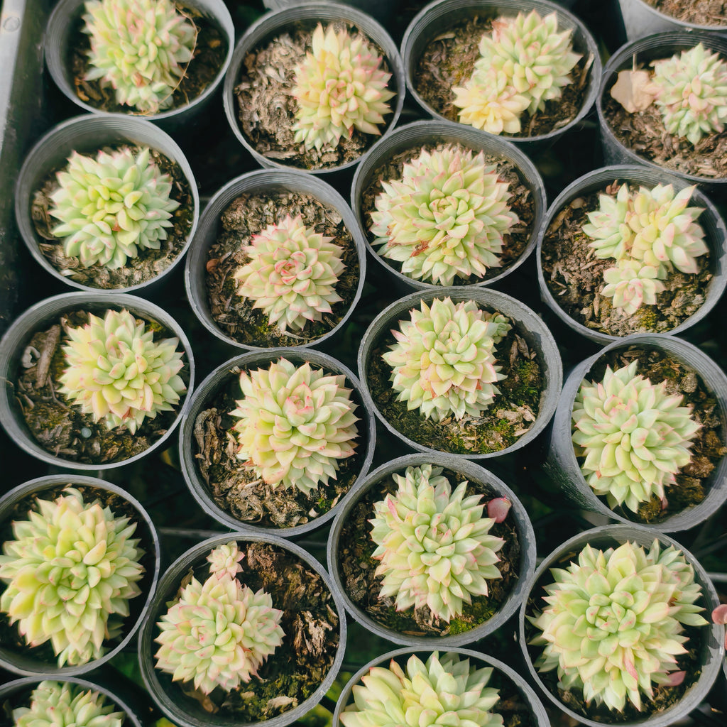 [PACK of 10 PLANTS] x  Echeveria Mebina variegated (CLUSTER)