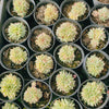 [PACK of 10 PLANTS] x  Echeveria Mebina variegated (CLUSTER)